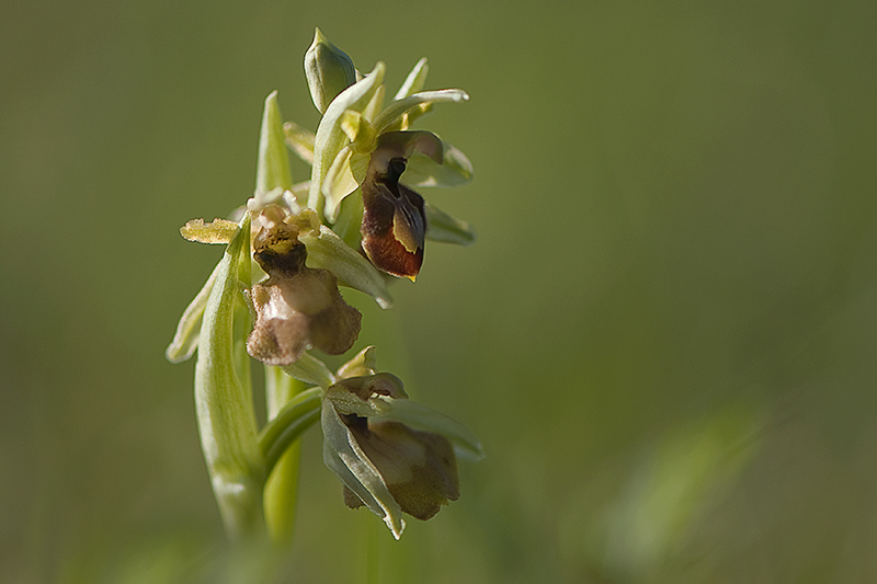 8-Ophrys de la passion.jpg