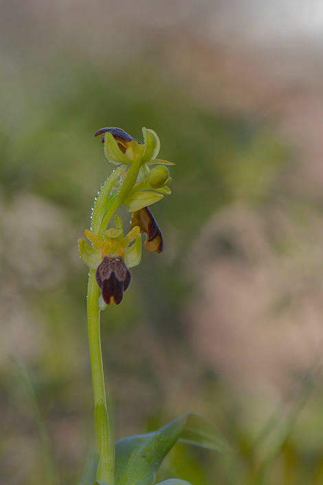 9-Ophrys des lupercales.jpg