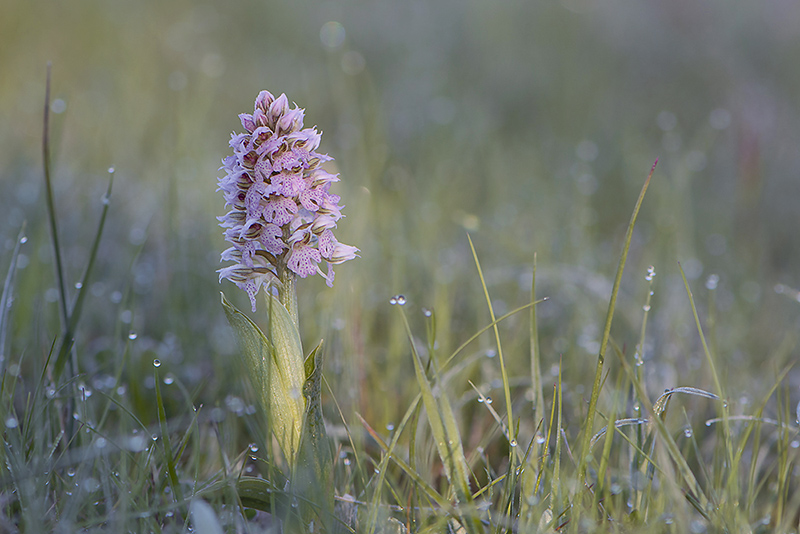 10-Orchis lactée.jpg
