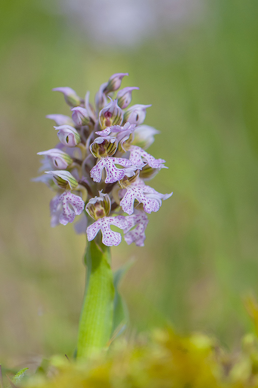 11-Orchis lactée.jpg