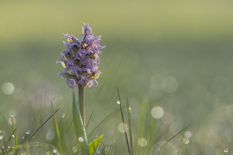 12-Orchis lactée.jpg