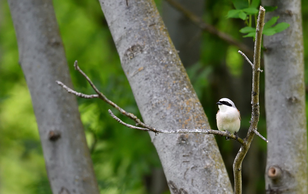 DSC_0334.jpg