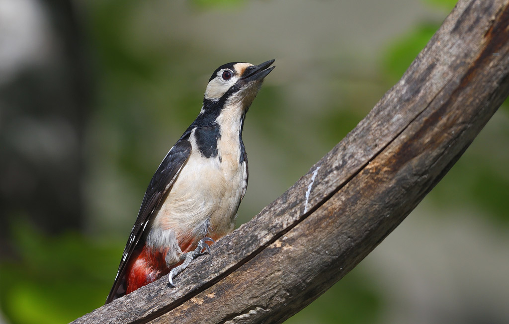 DSC_0338.jpg