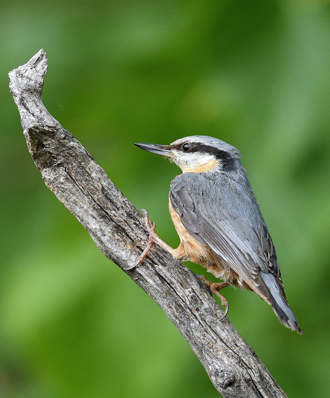 DSC_3312.jpg