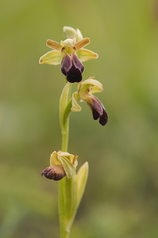 13-Ophrys sillonné.jpg