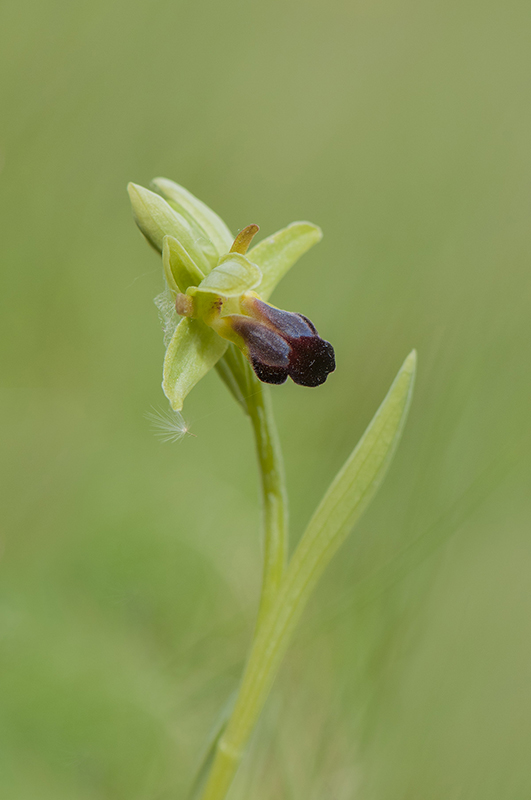 14-Ophrys sillonné.jpg