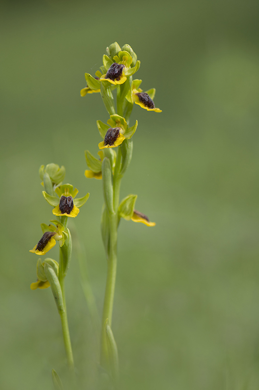 15-Ophrys jaune.jpg