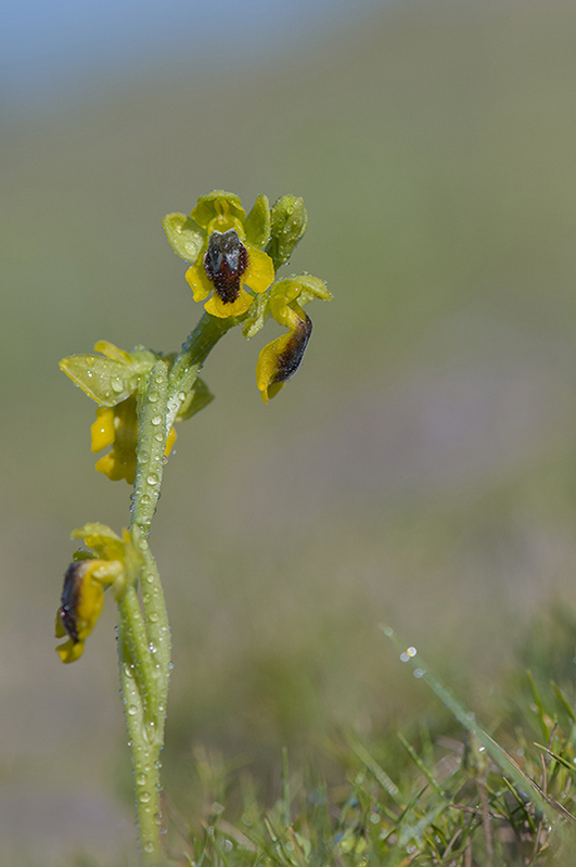 16-Ophrys jaune-.jpg