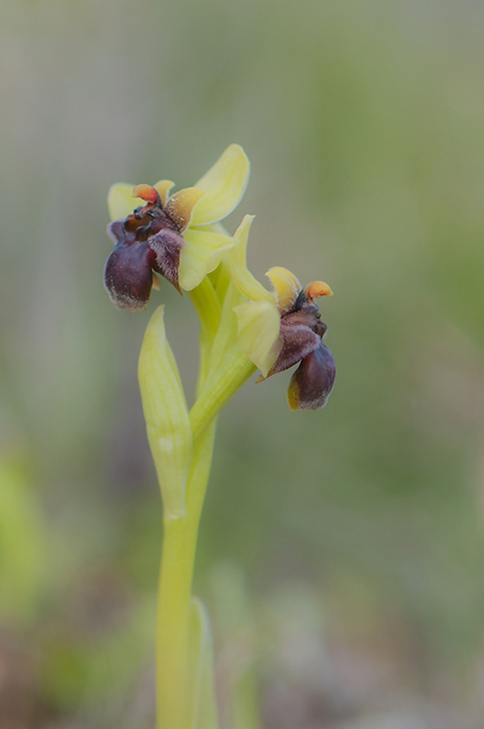 17-Ophrys bombyx .jpg