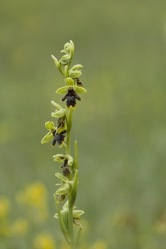 18-Ophrys d'Aymonin.jpg