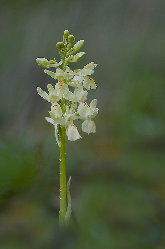 19-Orchis de Provence.jpg