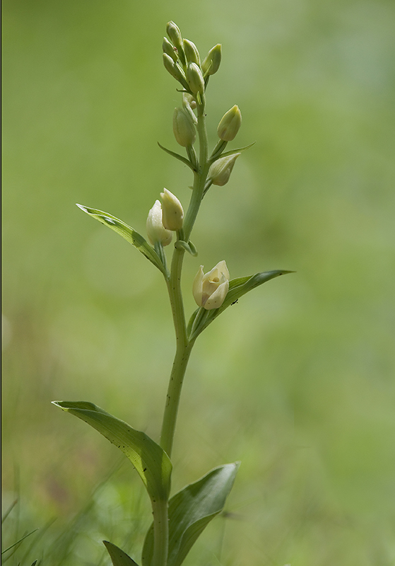 20-Cephalanthère de Damas.jpg