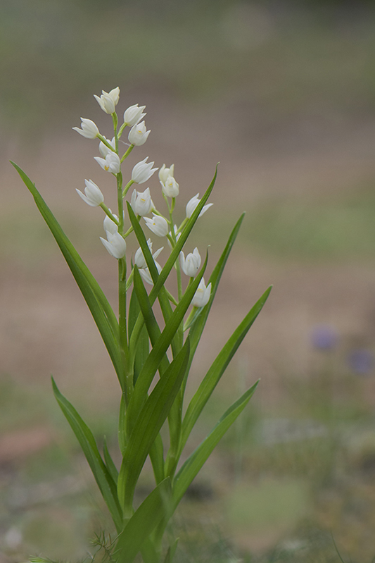 23-Cephalanthera longifolia.jpg