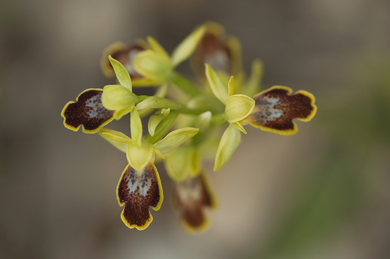 24-Ophrys à deux lunules.jpg