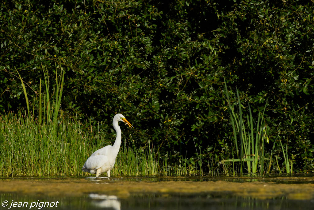 grande aigrette-2.jpg