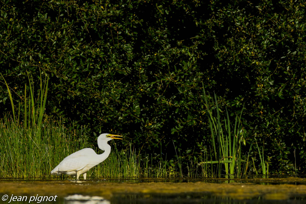grande aigrette.jpg