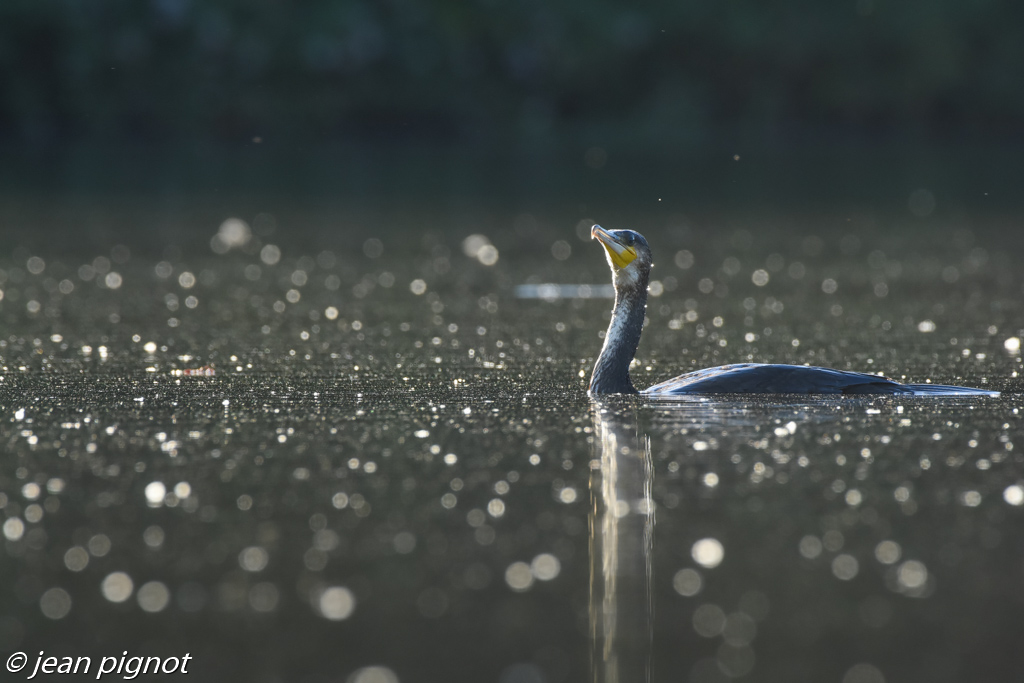 cormoran-3.jpg