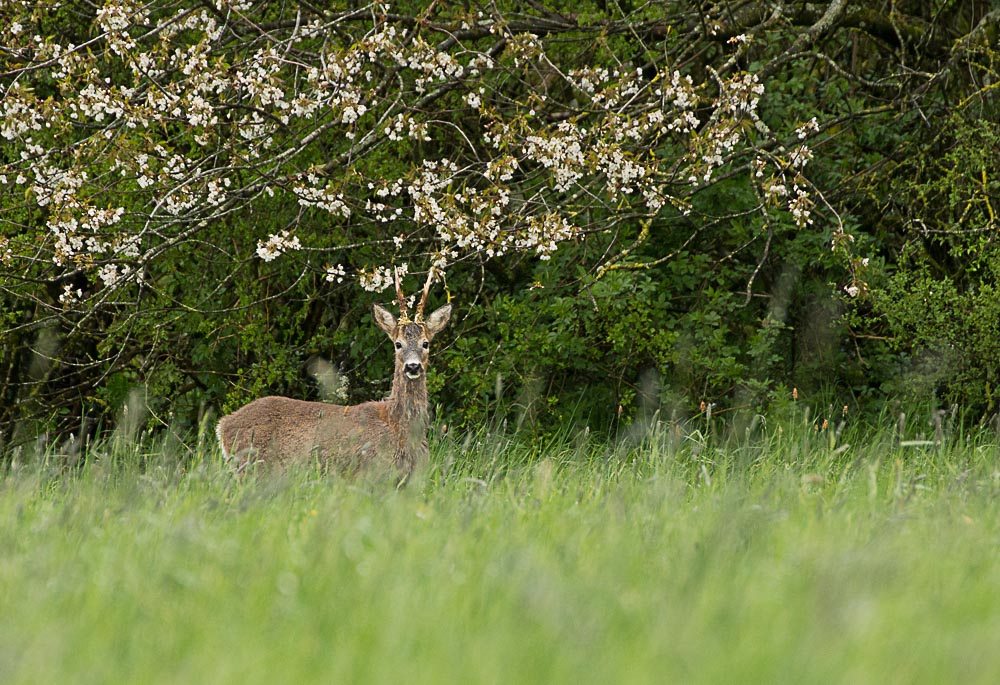 DSC_0046-Modifier.JPG
