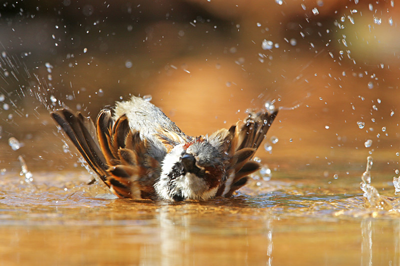 IMG_4530-moineau-WEB.jpg