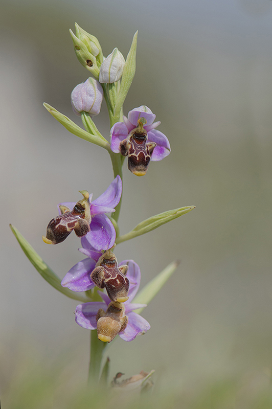 25-Ophrys becasse.jpg