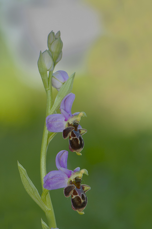 26-Ophrys bécasse.jpg