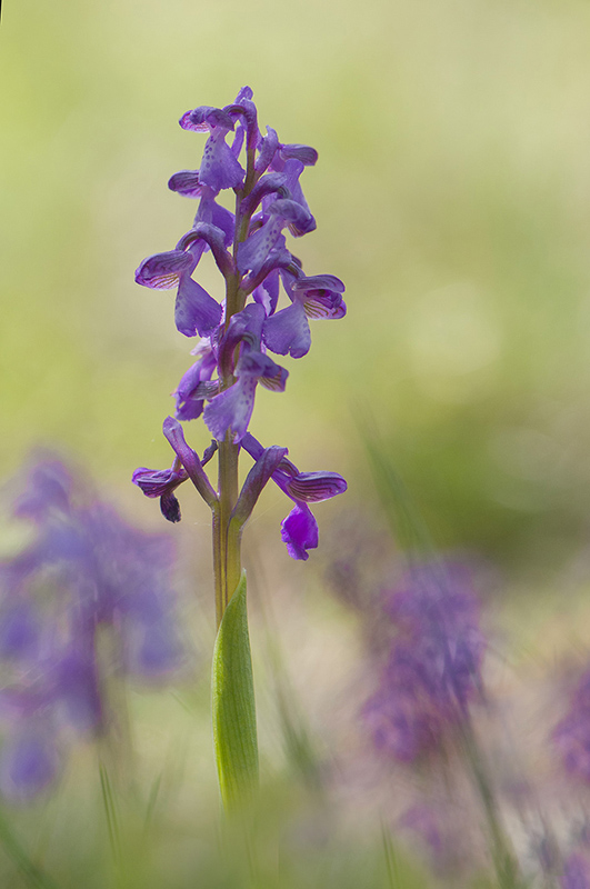 27-Orchis morio(bouffon).jpg
