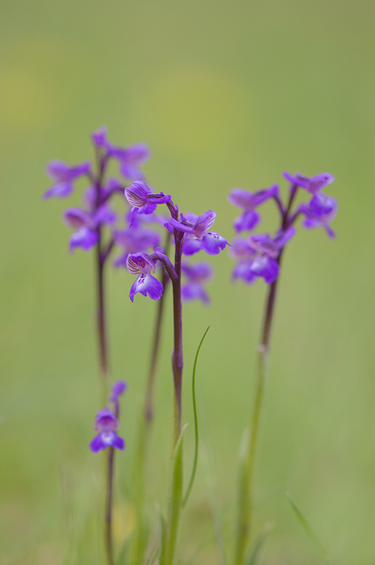 28-Orchis morio.jpg