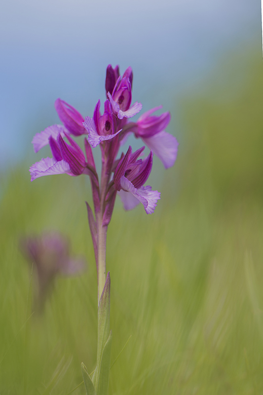 29-Orchis ''papillon''.jpg