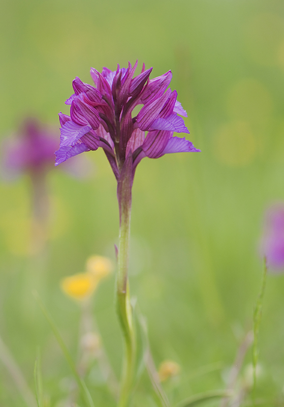 30-Orchis ''papillon''.jpg