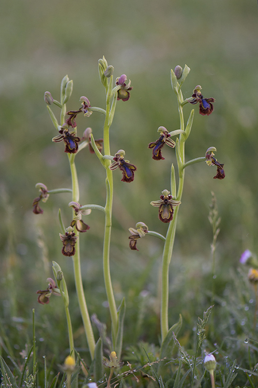 32-Ophrys miroir.jpg