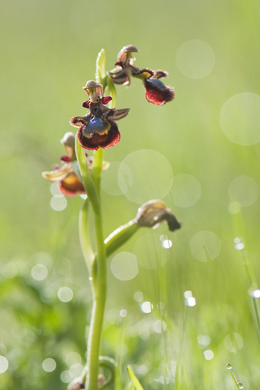 33-Ophrys miroir.jpg