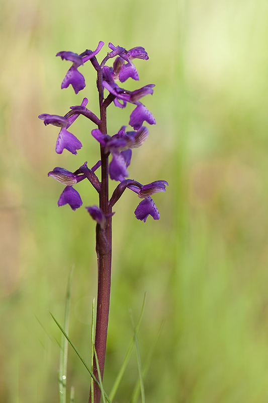34-Orchis à fleurs laches.jpg