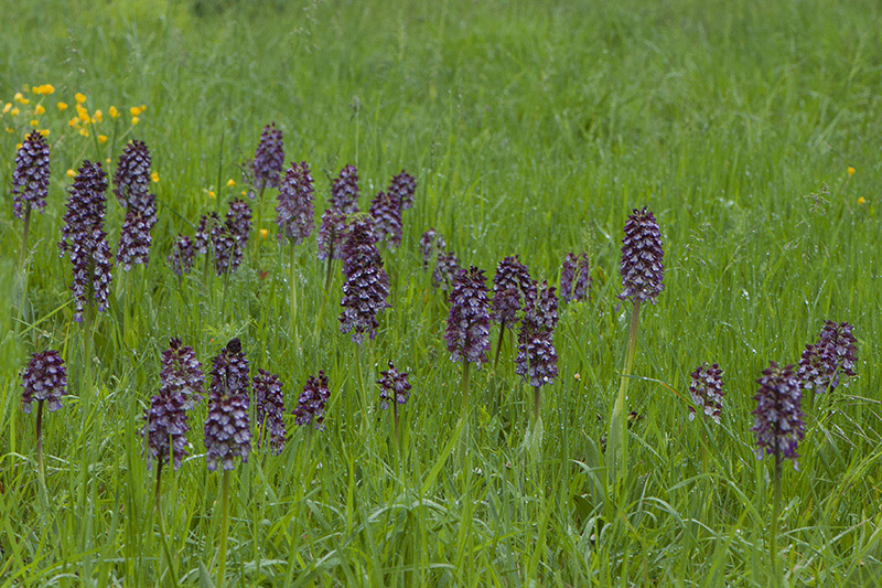 35-Orchis pourpre.jpg