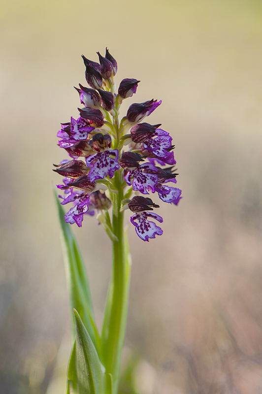 36-Orchis pourpre.jpg