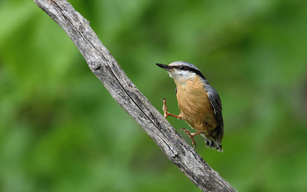 DSC_3309.jpg