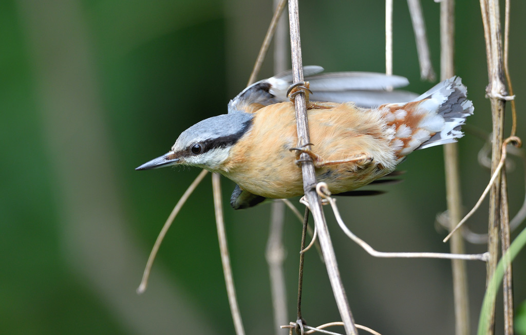 DSC_4524.jpg