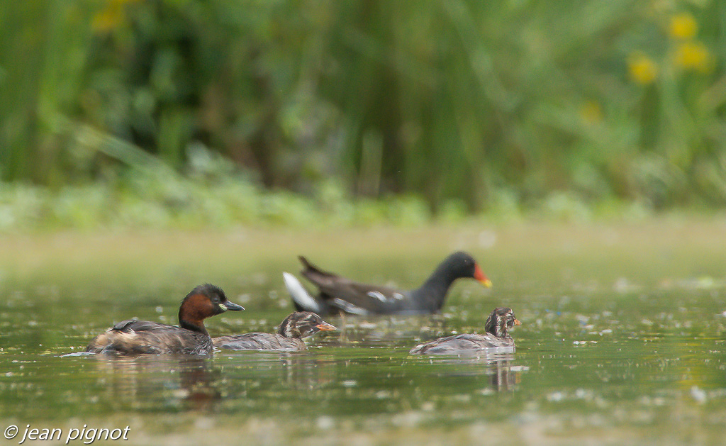 castagneux et poule d eau.jpg