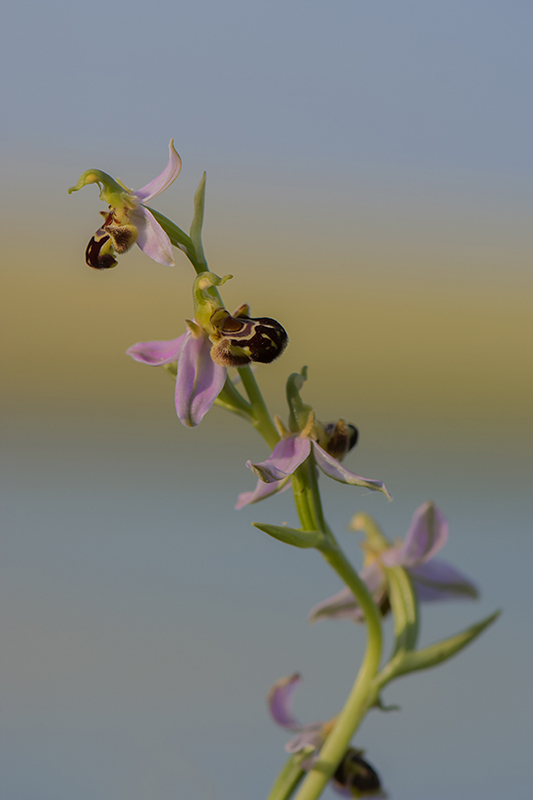 37-Ophrys abeille.jpg