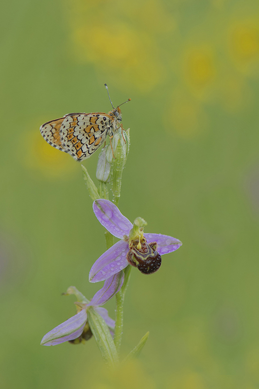 38-Ophrys abeille et mélitée.jpg