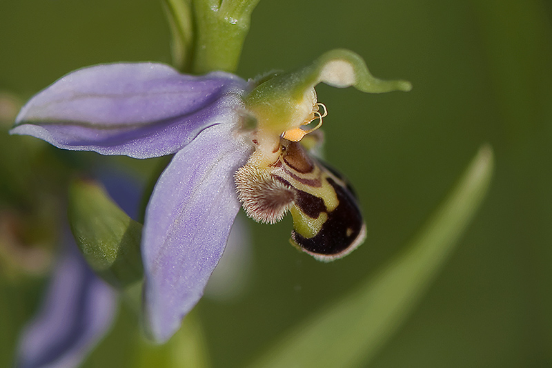 39-Oprhys abeille-10.jpg