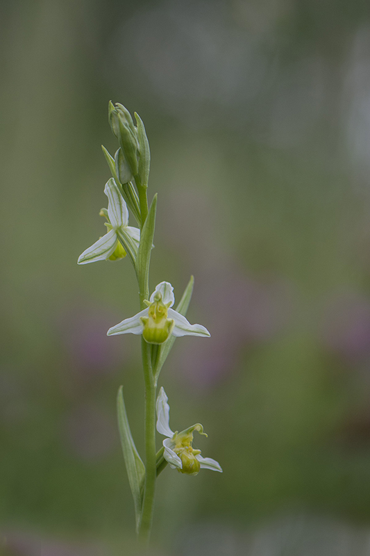 40-Ophrys abeille hypochrome.jpg