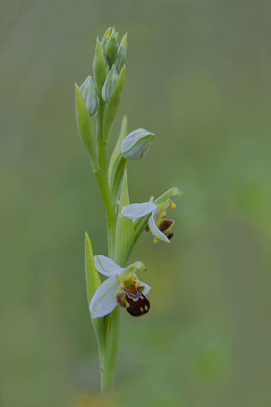 41-Ophrys abeille blanche.jpg