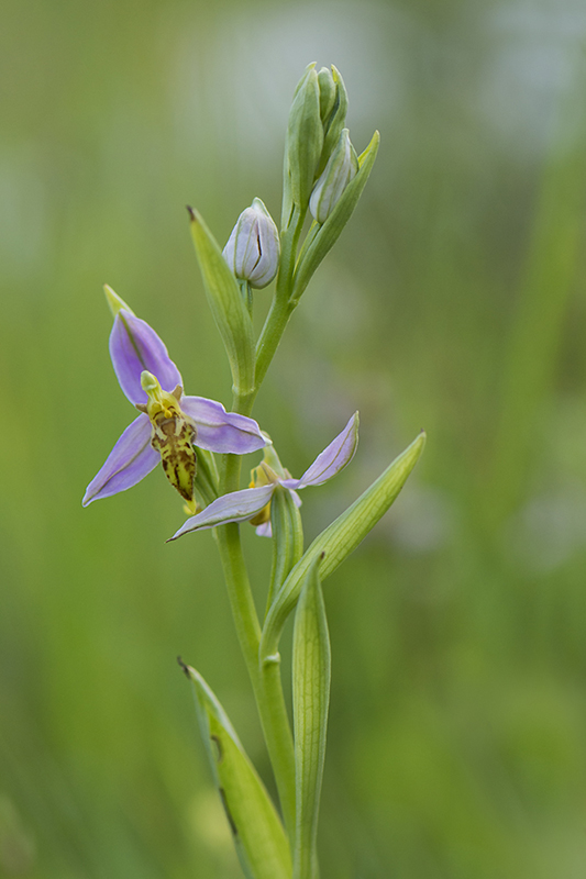 42-Ophrys abeille variation trollii.jpg