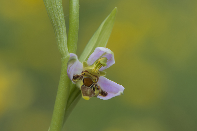 43-Ophrys abeille var trollii.jpg