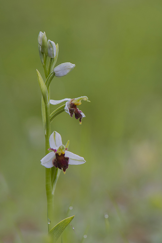 44-Ophrys d'Almaraz.jpg
