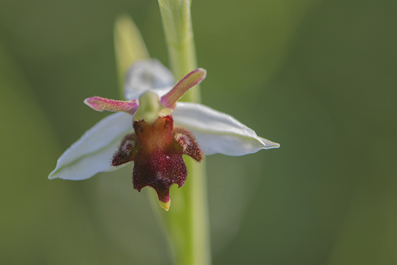 45-Ophrys d'Almaraz (détail).jpg