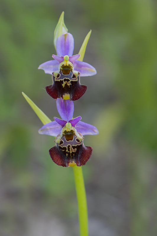 46-Ophrys bourdon.jpg