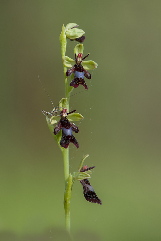 47-Ophrys mouche.jpg