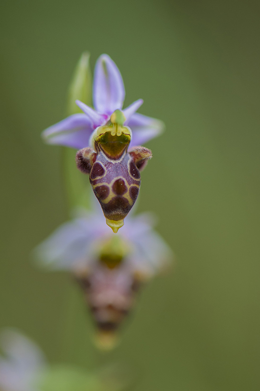 48-Ophrys peint.jpg