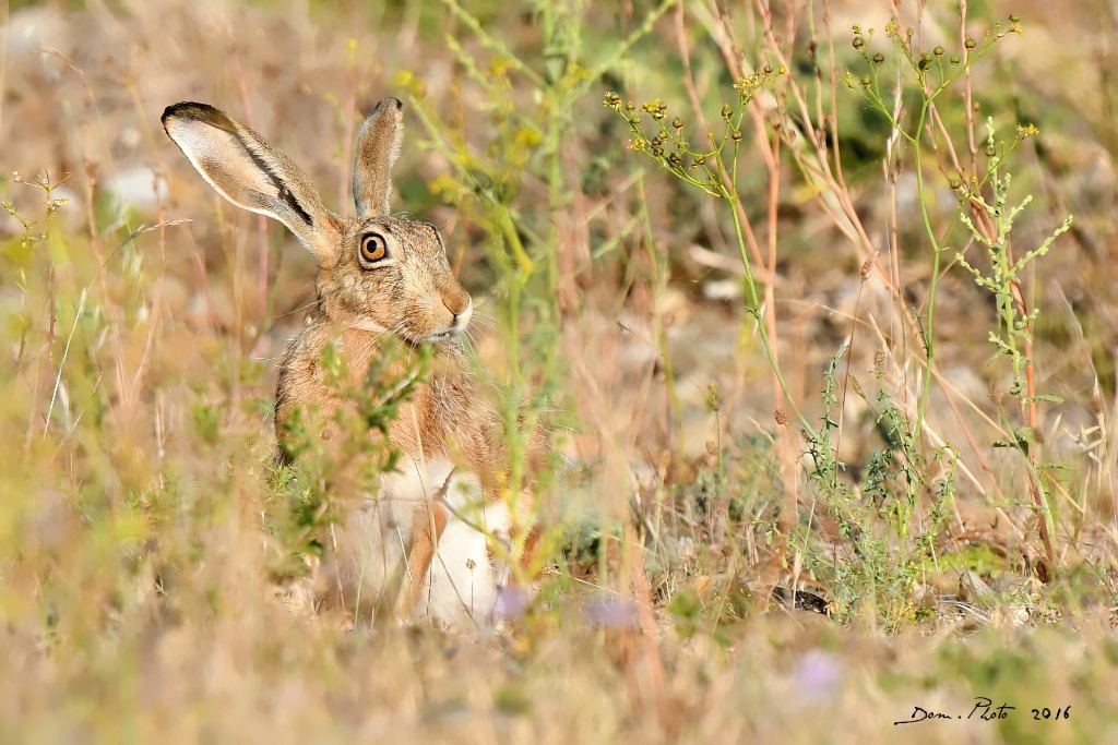 DSC_3143 IN.jpg